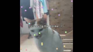 Js My Cat And I Wasnt Posting Bc I Was So Flipping Busy