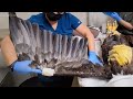 Wildlife experts explain what's on Jackie the bald eagle's wing