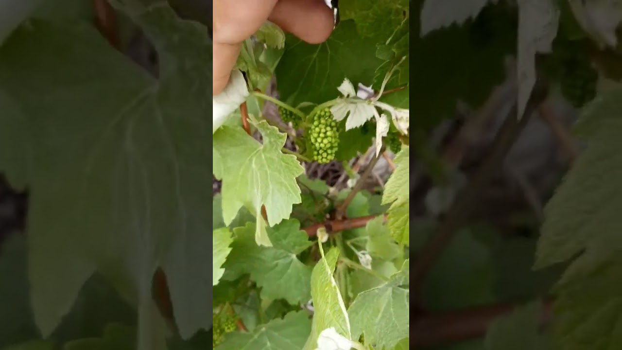 Grape Flower Buds - Lots Of Grapes This Summer