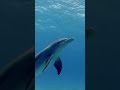 Dolphin Behavior and Communication