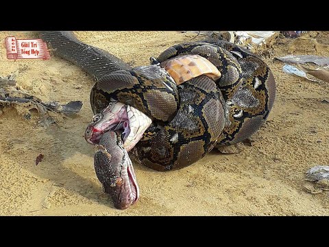Video Sự Thật Đáng Sợ Về Rắn Vua Đại Chiến Trăn Miến Điện Và... - youtube