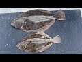 Jumbo NJ Fluke  Fluke Fishing For a Pool Winner