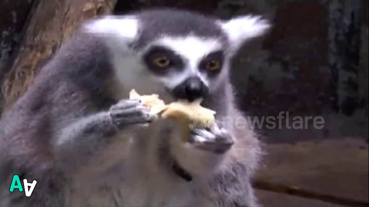 camera iphone 8 plus apk Animals Celebrate Lunar New Year in Zoo