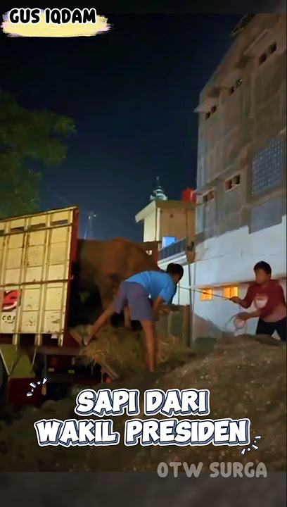 Sapi qurban dari wakil presiden, Gus Iqdam terbaru #gusiqdam #pengajian