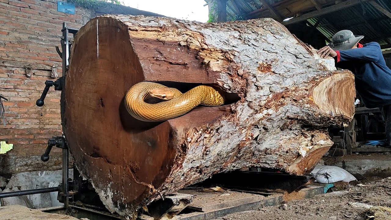 Sawmilling Trembesi Wood in San Francisco ‼ The Secrets of High Quality Timber Production