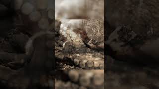 Download Lagu Neveloth - Giant Squid (Teaser) MP3