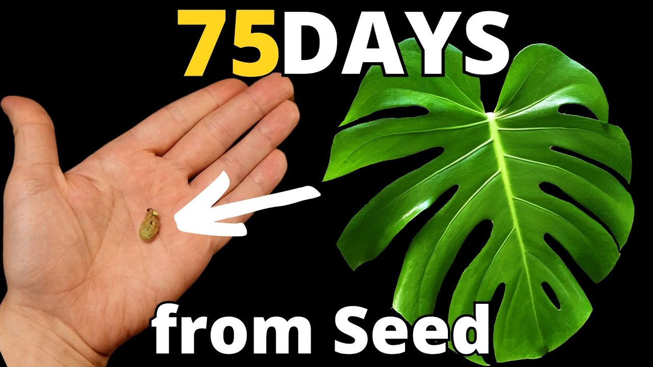 75 Days Monstera Deliciosa Time-Lapse  From Seed to Young Plant!