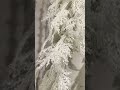 Raz 6' Iced White Cedar Christmas Garland G4602563