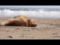 Golden Retriever at the beach (Golden Churro)