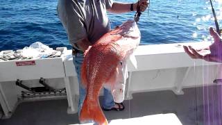 29 Lb. Red Snapper Cought In The Dry Tortugas.