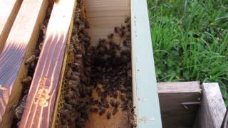 Honey Bees Attacking Bumble Bee