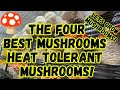 🍄The Four Best Heat Tolerant Mushrooms!💥Let's Grow Mushrooms!#MushroomFarmer #Fungi #Mycology