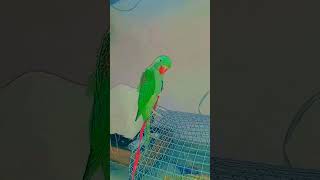 #hindisong #shortvideo #lovesong #1ksubscribers🙏#like❤️#share#comment❤️......