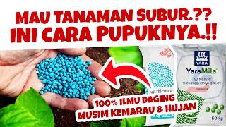 MAU TANAMAN SUBUR.❓❓❓ RAHASIA 4 CARA PUPUK TANAMAN | Agar Subur & Lebat Musim Kemarau & Hujan