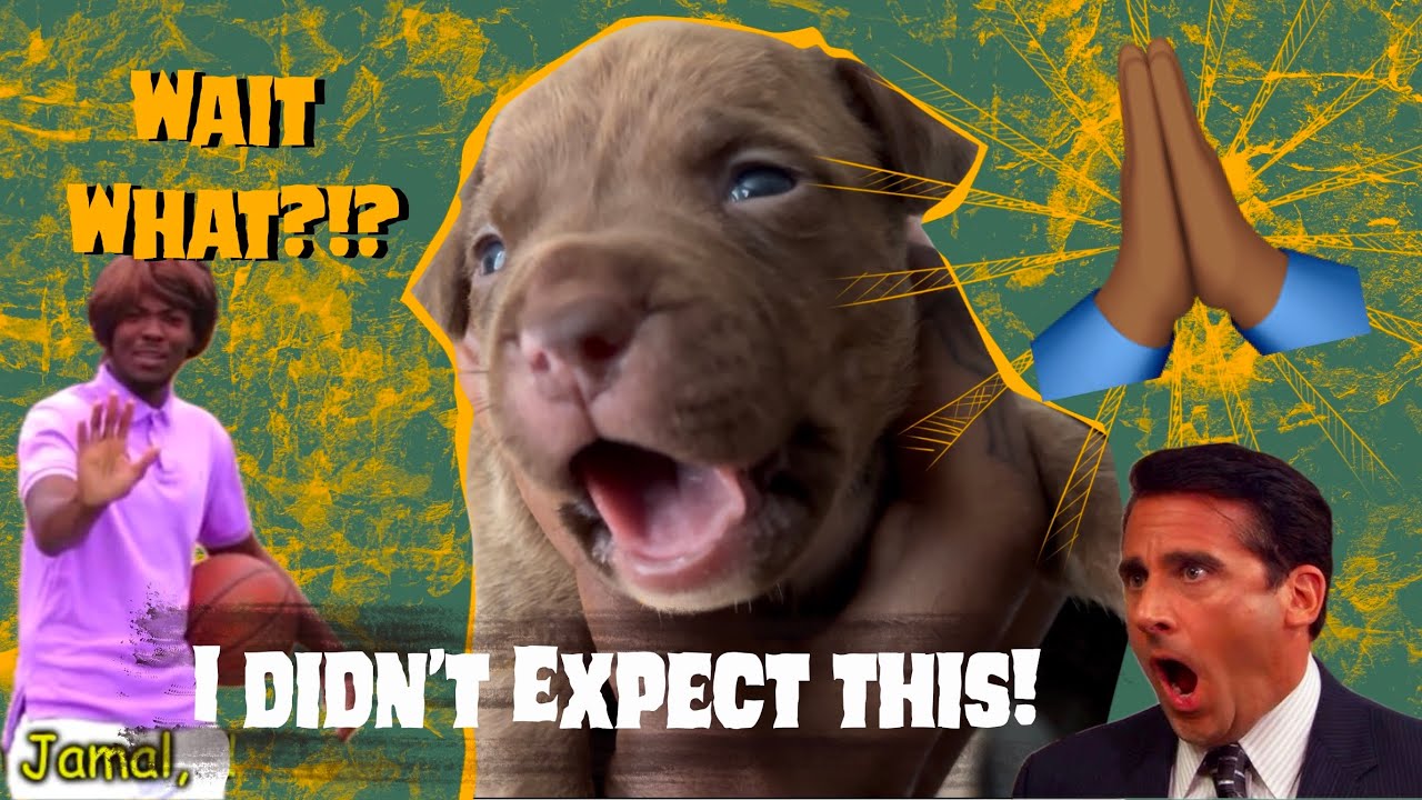 I Didnt Expect This To Happen To My Litter 😢 - YouTube