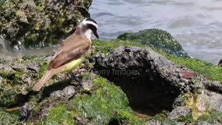 watching most beautiful birds and listening music release all your heart and health issues