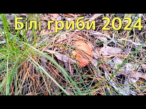 Чи пішли весняні білі гриби 2024