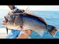 Monster Pacific Ocean Grouper Fishing