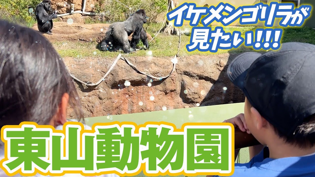 Higashiyama Zoo] My son wanted to see the handsome gorilla! So