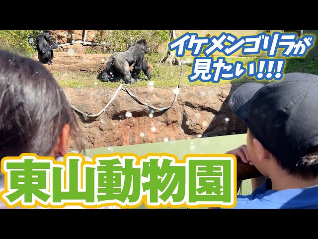 【東山動物園】息子がイケメンゴリラを見たい！ってｗじゃあお弁当作って行こうか！7才児(小学校1年生)男女双子＆4才児(年少)末っ子の休日