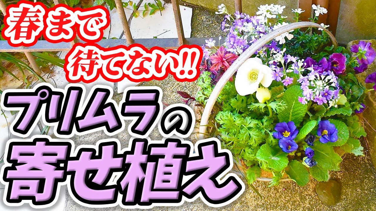 冬の寄せ植え】誰でも簡単！園芸のプロが″超可愛い″寄せ植えをご紹介