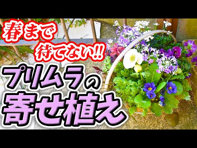 冬の寄せ植え】誰でも簡単！園芸のプロが″超可愛い″寄せ植えをご紹介