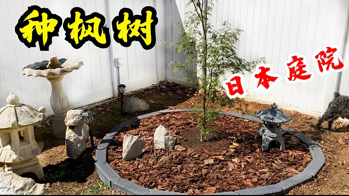 種楓樹秘訣 DIY種樹栽樹 日本楓在家裡院子種樹種植物全流程 特色庭院小樹 日本楓樹 Beautiful Garden Design Idea Japanese Maple Tree - 天天要聞