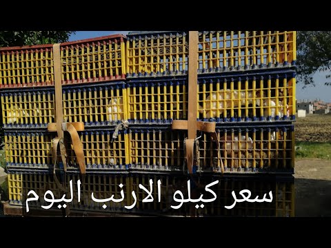 فيديو: كم يكلف لرعاية الأرنب؟