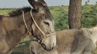 Mu Mew Pairs In Dkb Discovery Farm 9 August 2023