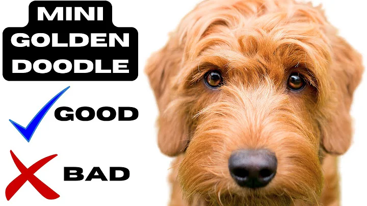 Miniature Goldendoodle Top 10 Facts | Pros and Cons You Must Know