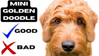 Miniature Goldendoodle Top 10 Facts | Pros and Cons You Must Know Information