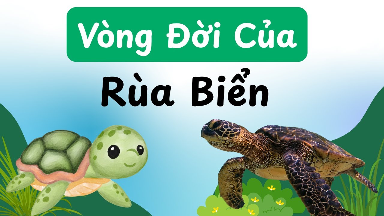 Vòng Đời Của Rùa Biển: Hành Trình Diệu Kỳ Từ Trứng Đến Đại Dương.