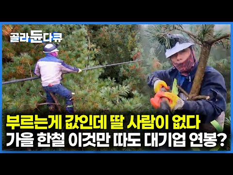 한국에서 고가에 팔리는 가을 잣을 아무나 딸 수 없는 이유ㅣ돈 되는데 일 할 사람이 없다ㅣ가을 제철 잣 수확 과정ㅣ극한직업 골라듄다큐