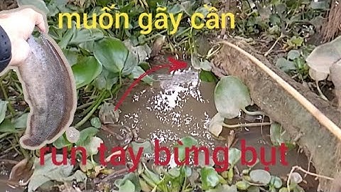 Câu cá rô đồng, khu vực này cá nhiều thiệt, giật cá run tay bừng bụt,#caucatv186#cauca #caucatv186