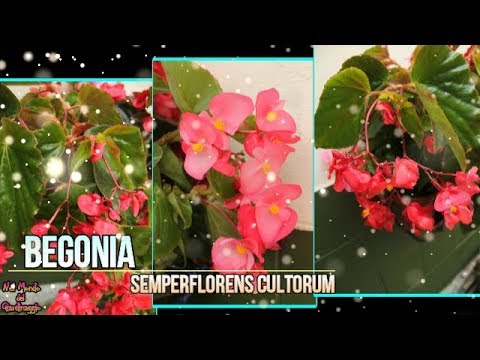 Video: Le Foglie Di Begonia Si Seccano: Perché I Fiori Interni Si Seccano E Cosa Fare? Perché La Begonia Appassisce In Inverno E Come Salvare Il Tronco?