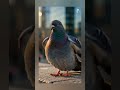 A story of pigeon #ai #aivideo #pigeon