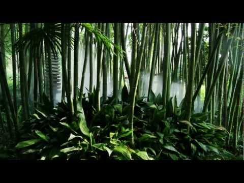 der-einbau-einer-rhizomfolie-für-bambus---www.bambuswald.de