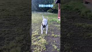 早朝のお散歩 #ブルテリア #bullterrier #dog #かわいい #可愛い #ミニチュアブルテリア #ペット #犬のいる暮らし #癒し #おさんぽ