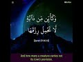 وكاين من دابه لا تحمل رزقها وكاين من دابه لا تحمل رزقها