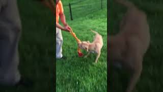 Playing With Large Apbt