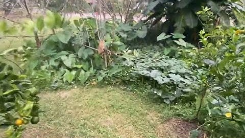 Florida Food Forest | Pomegranate and Persimmons!! | zone 9a | October update