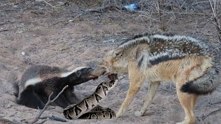 JACKAL FIGHTS PYTHON & HONEY BADGER | JACKAL HYRID DOG BREED by Dogipedia 68 views 9 months ago 8 minutes, 1 second