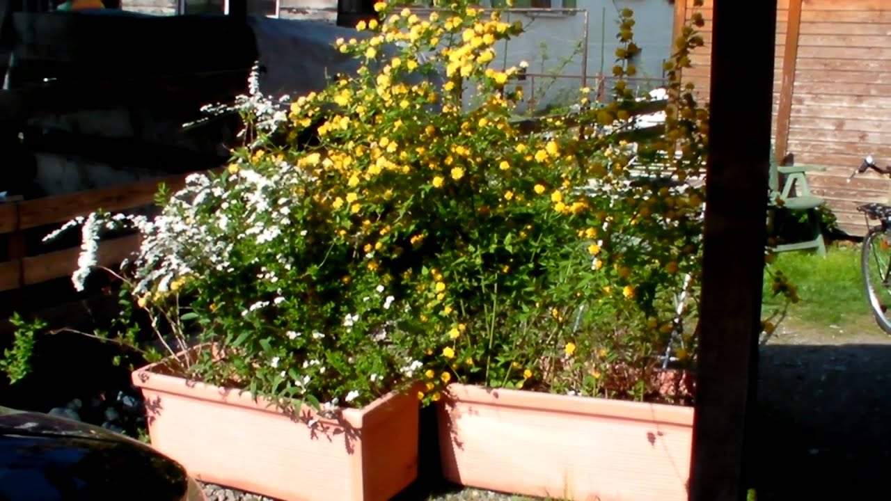 Pflanzidee für Blütensträucher