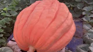 Giant Pumpkin Wars Full Garden Tour