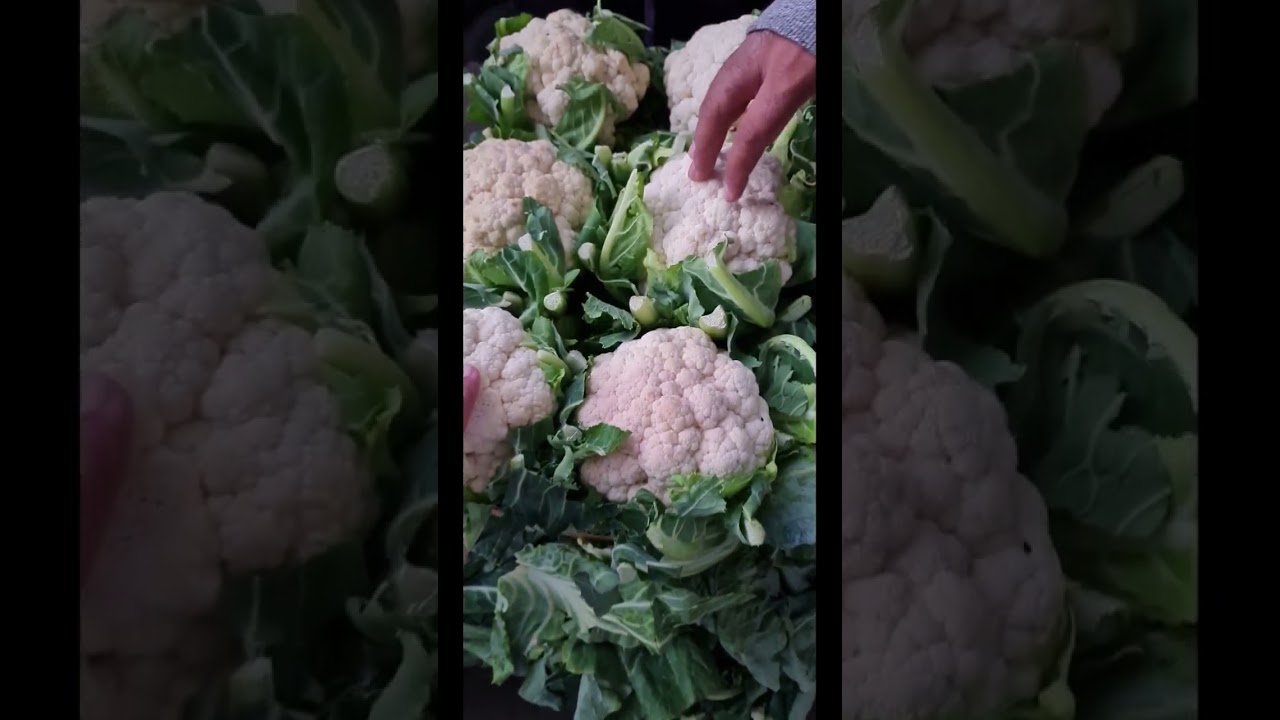 اليوم الأول في سوق جملة الخضار( الجزء ١ )