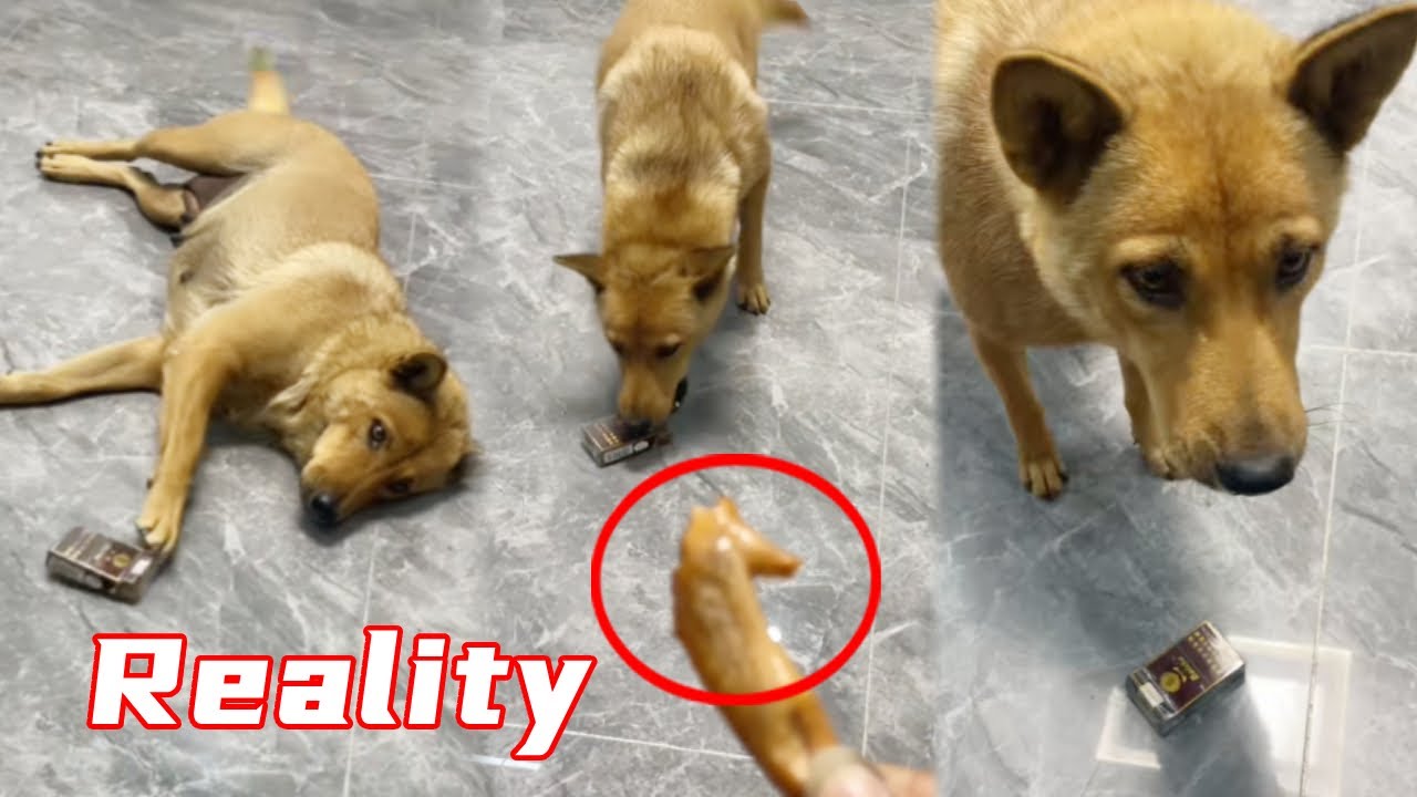 Da Huang is so realistic. He didn't have chicken wings to eat, so he ...