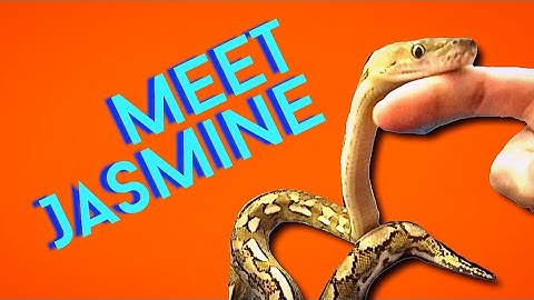 Super Dwarf Reticulated Python