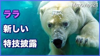 お見事！ララの牧草ロール作り　熊手の活用術　Polar Bear's hands are dexterous
