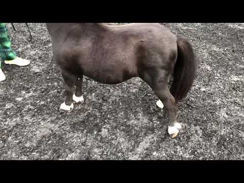 Shetland Pony - Victrix’s Honeydew