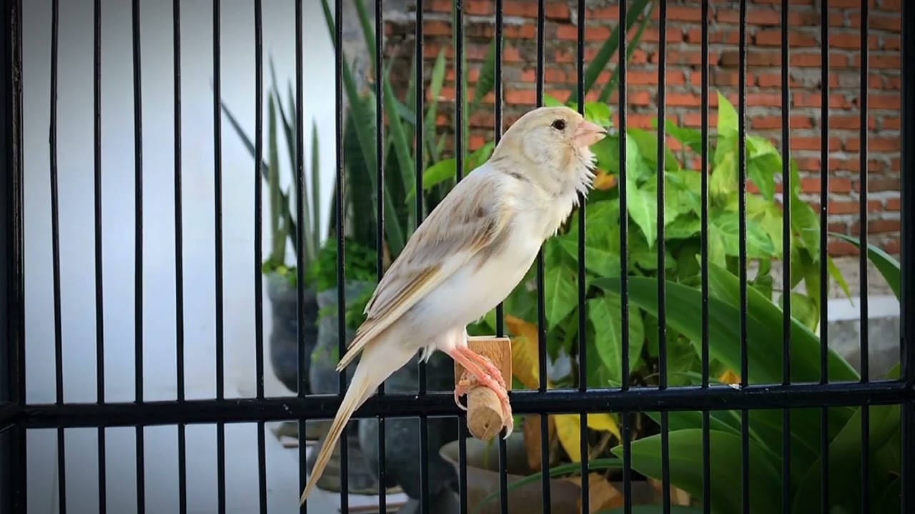 Belgian Canary Calls All The Canaries to Sing!! The Best Canary Training